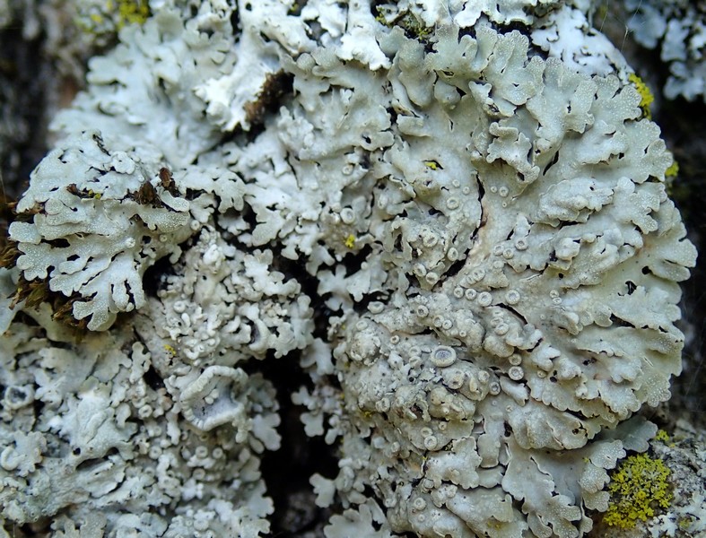 Altro Lichene delle Prealpi Trevigiane